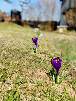 Frühling2